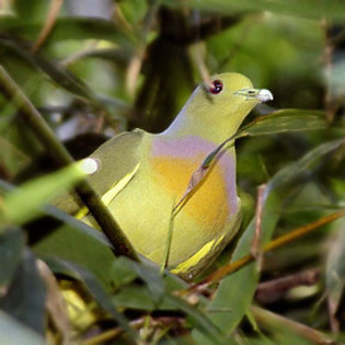 orangebreastedgpigeon8 - PORUMBEI