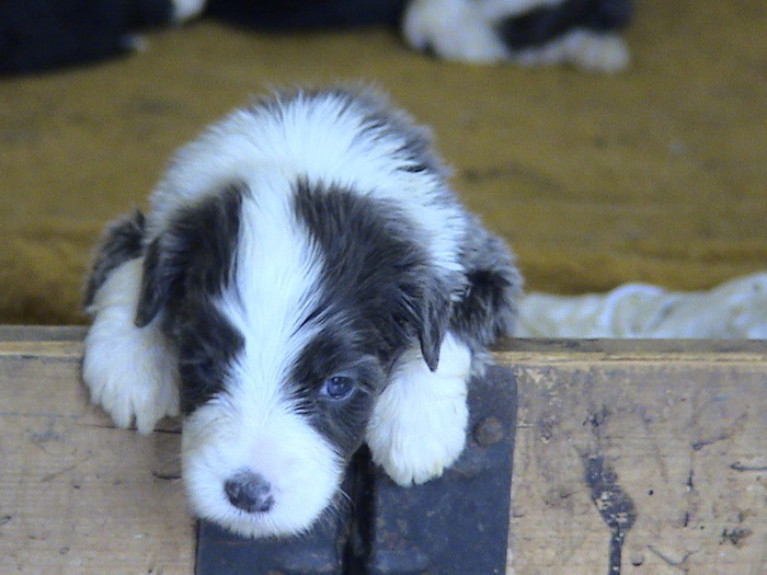 happy 3 saptamani - Happy-bearded collie-catelusa noastra minunata