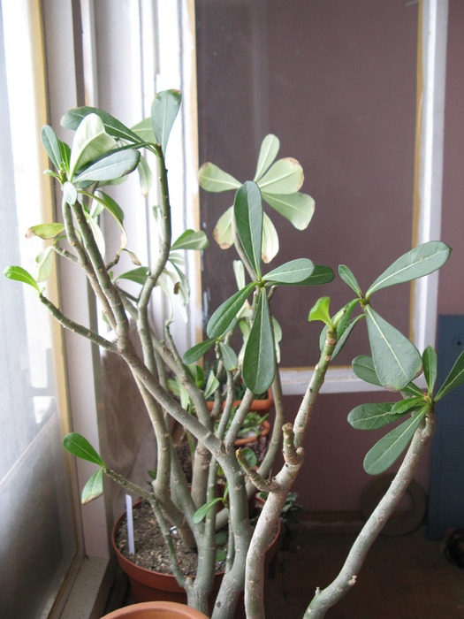 Adenium obesum