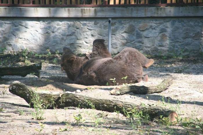  - Gradina zoologica tm