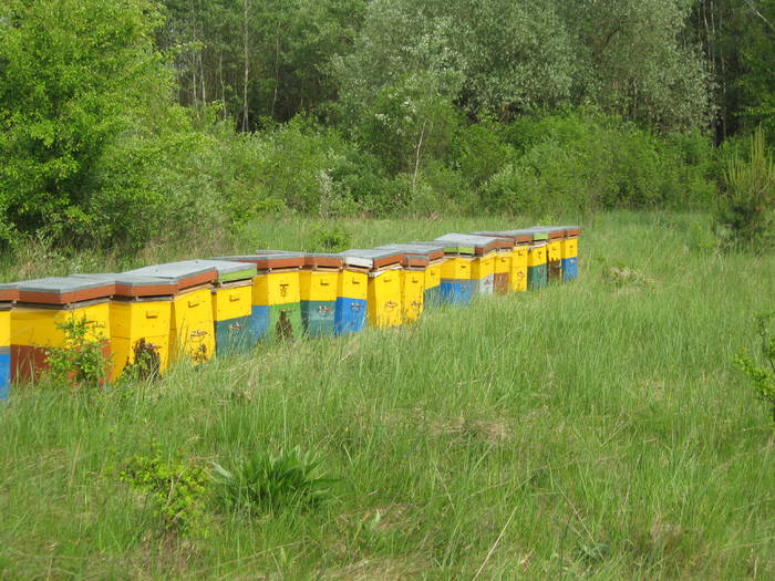 IMG_3489 - salcim I si II 2009