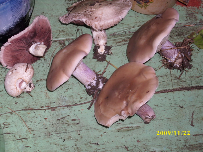 DSCI2631 - bureti si ciuperci