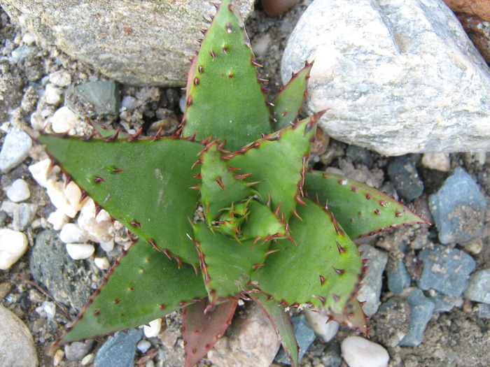 IMG_1380 - Cactusi la mosie 1 octombrie 2009