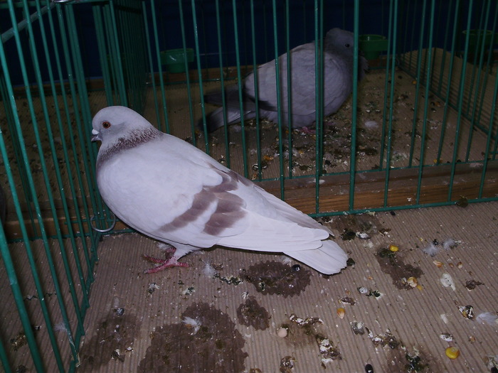 9601 poster 1 - 1507 partea 4