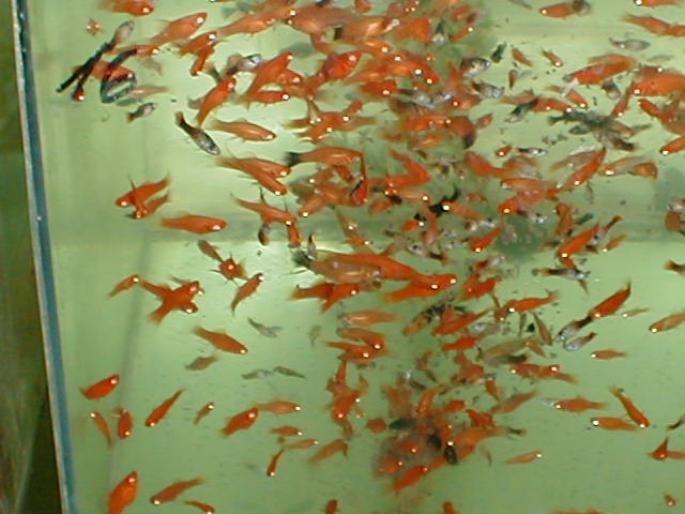 Xipho rosu pui  2001 (2)