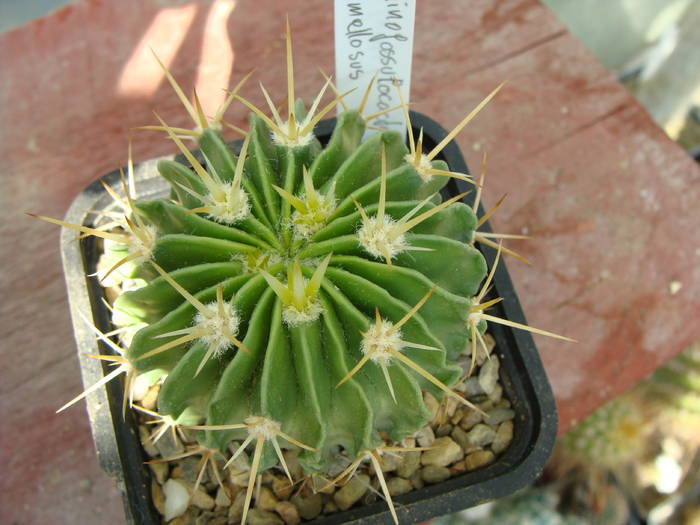 E. lamellosus - Neoporteria si altele