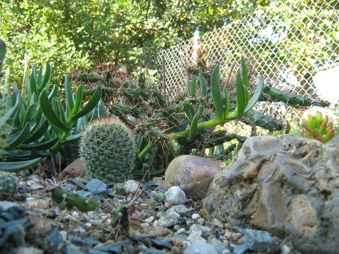 IMG_1398 - Cactusi la mosie 1 octombrie 2009