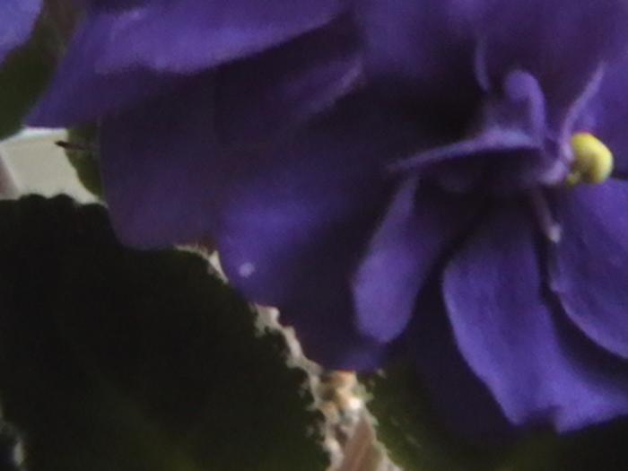 funambule - violete 2009