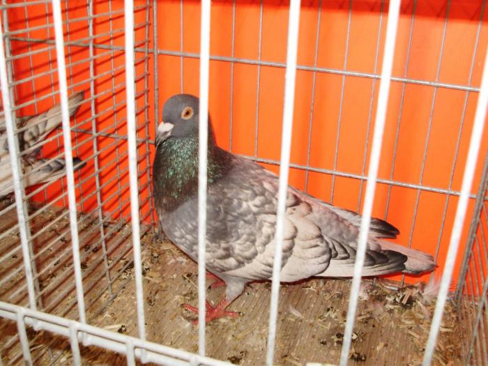 02994x briver schwartzkopfe 0 02994x briver schwartzkopfe 0