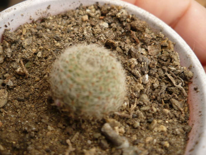 P1020698 - Cactusi 2009