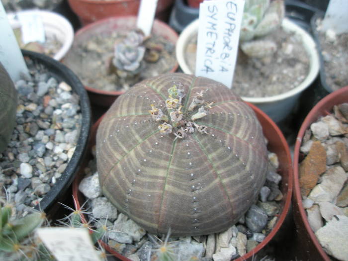 Euphorbia symetrica 2 - SUCULENTE 2009