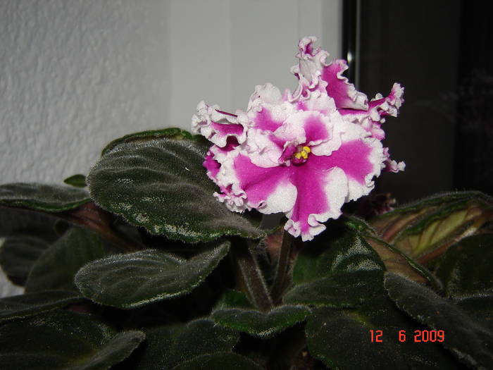 DSC02517 - flori