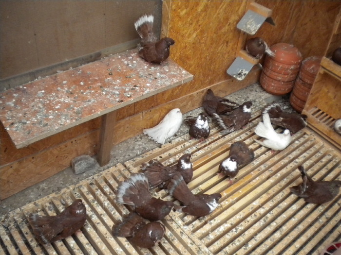 Picture 104 - Raicu 1