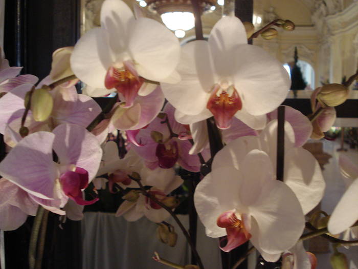 DSC00832 - Expo orhidee