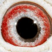 OYNSFBJMMZOJUNOGFUF - OCHII PORUMBEILOR