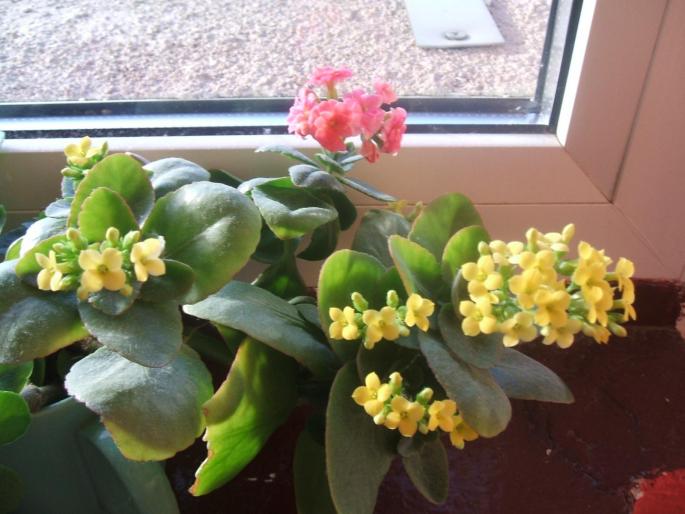 kalanchoe