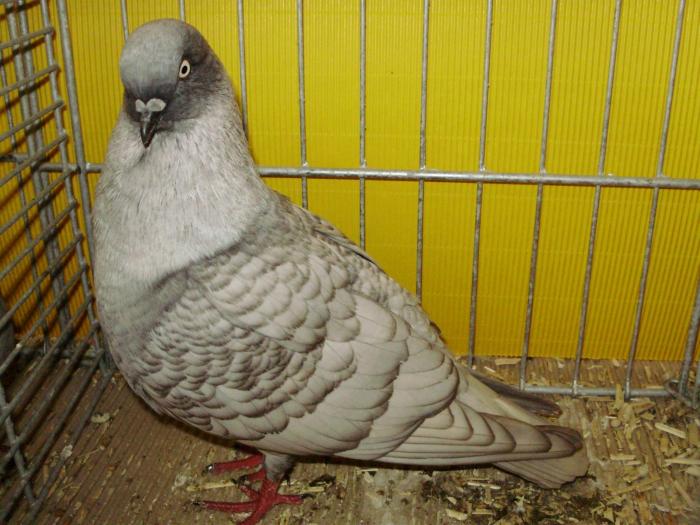 15014 koln hellgrau dunkelgesaumt 1 - 1505 partea 7