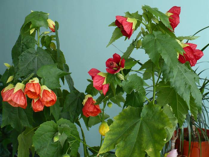 P1140546 - ABUTILONI