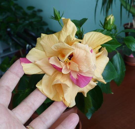 P1130445