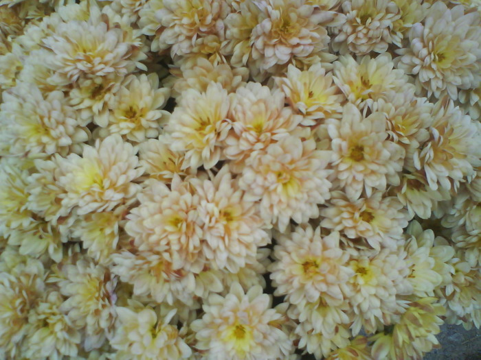 28 - Crizanteme  butasi  DE VANZARE iulie2012