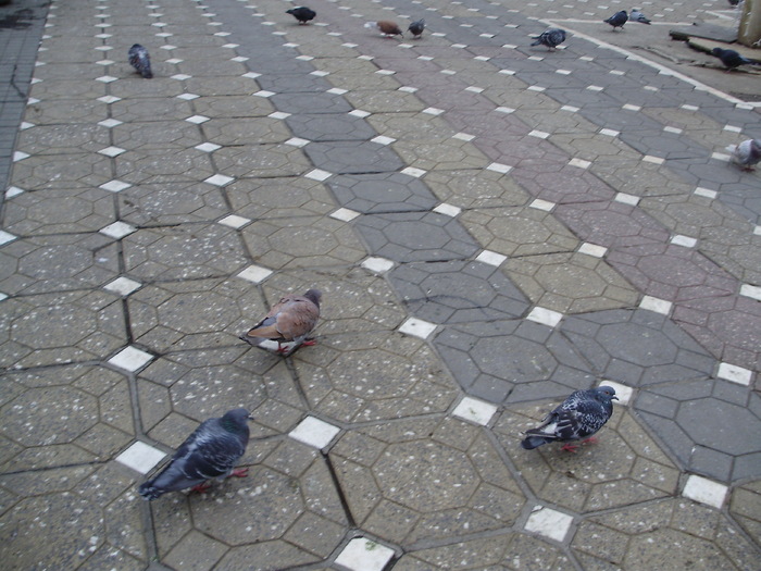 P9040058 - 18g Timisoara