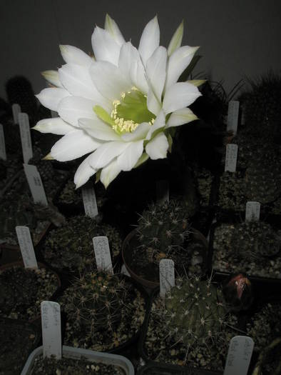 Echinopsis megacarpa - Echinopsis