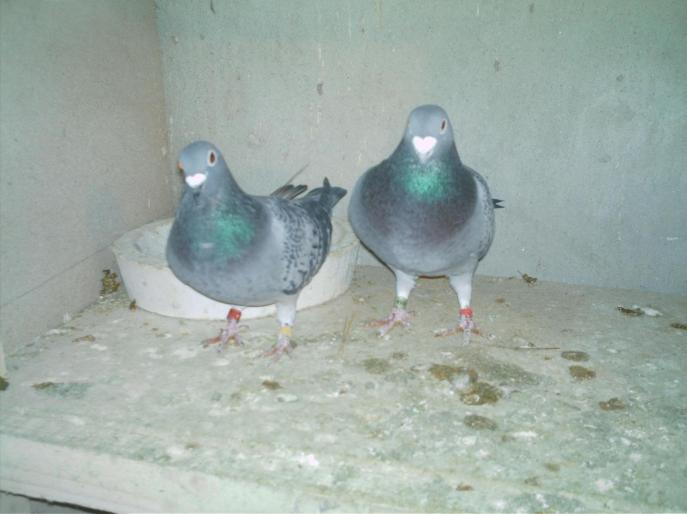IMAG0011 - porumbei matca 2008
