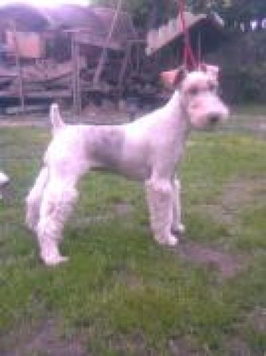 fox terrier