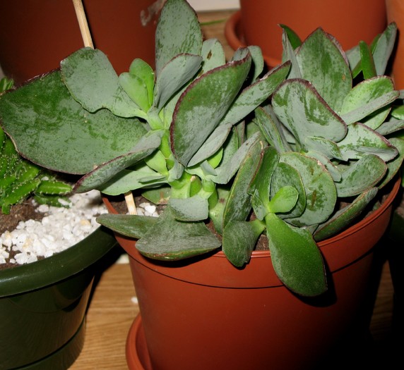 IMG_5439 Crassula arborescens - SUCULENTE - diverse