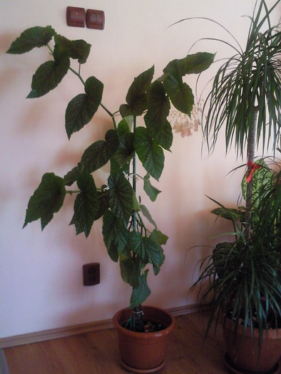 begonia , toamna 2009 are 1,5 metri - Plantele mele de interior
