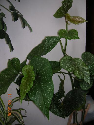 begonie (sau Plaman) - plante apartament