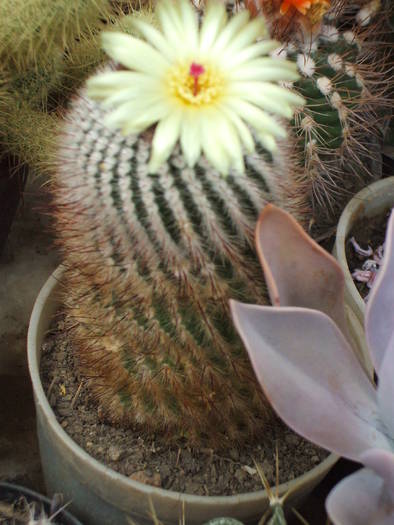 Notocactus scopa