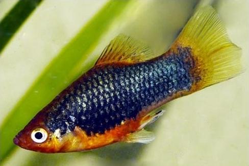 Xiphophorus%20Maculata%201