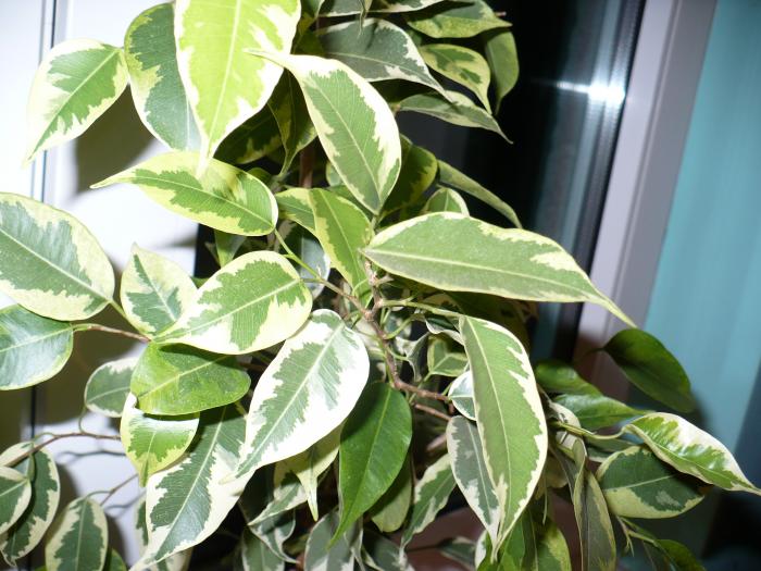 detaliu frunze ficus benjamin variegat