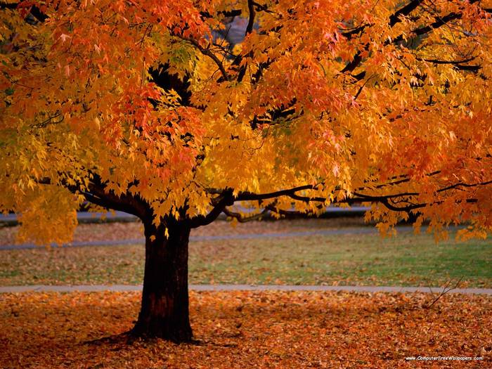 An Autumn Beauty - Very Beautiful Nature Scenes