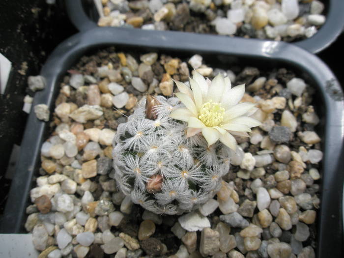 Mammillaria duwei 2 - 16.05 - Mammillaria