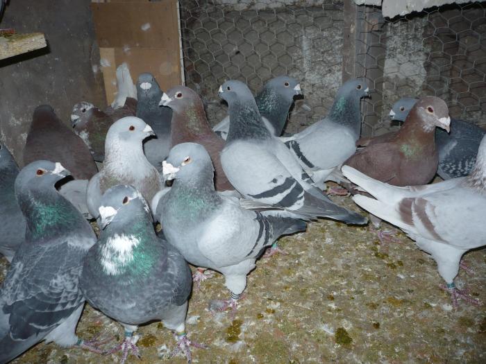 Picture 109 - costelg_ porumbei-standarde fosti si actuali