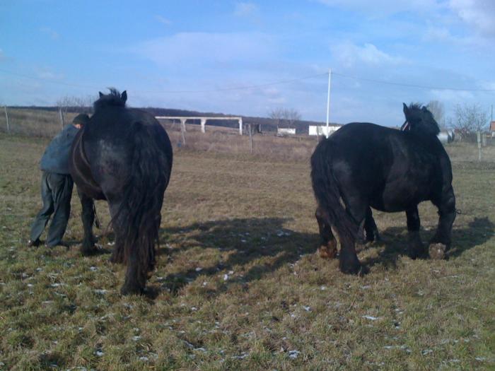 Percheron - Cai de rasa Percheron