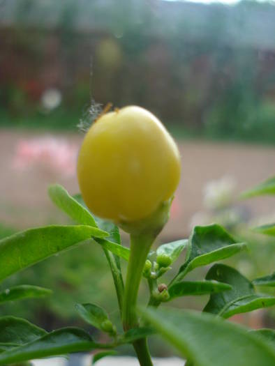 Brazilian Rainbow Pepper (2009, June 08)