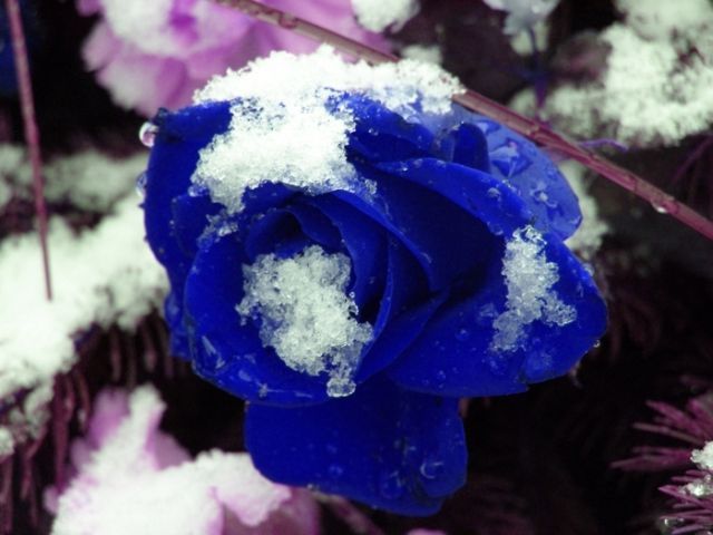 blue_rose_13 - Trandafiri albastri