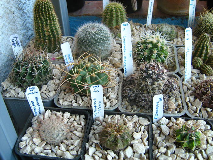 IMG_4459 - Cactusi 1 martie 2009