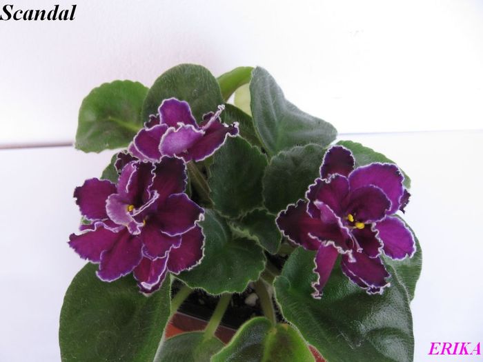 Scandal 2009 jun 5 - Violete de colectie