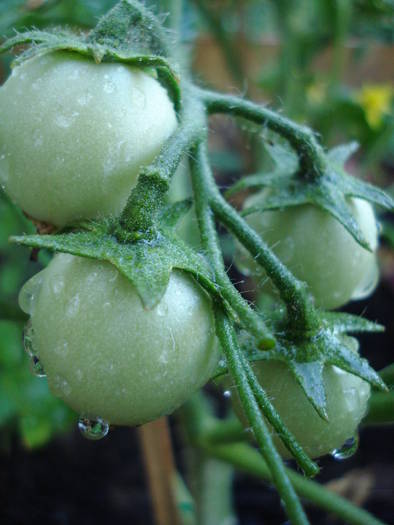 Tomato Gartenperle (2009, June 14)