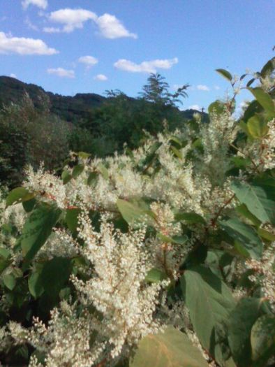 apicultorii voi m-ati salvat este fallopia japonica; PE MALUL CRISULUI ALB
