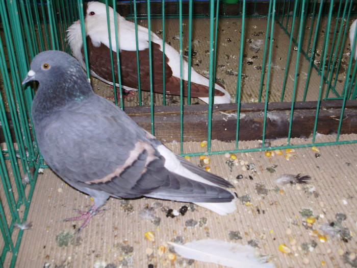 9502b ca 0 - 1507 partea 4