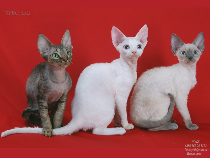 D_271 - Desktop Pisici