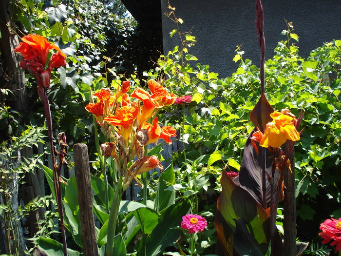 CANNA - LA MAMA-LA MOSIE 2009