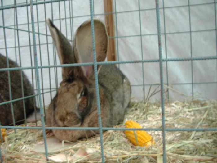 DISZNOVAGAS KEPEK 113