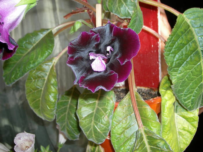 Gloxenie polenizata