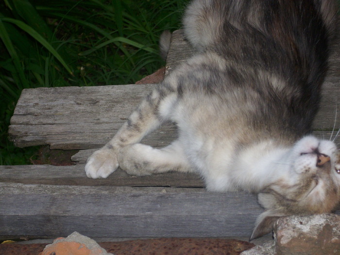 DSCI0764 - pisici si catelusa Boggy